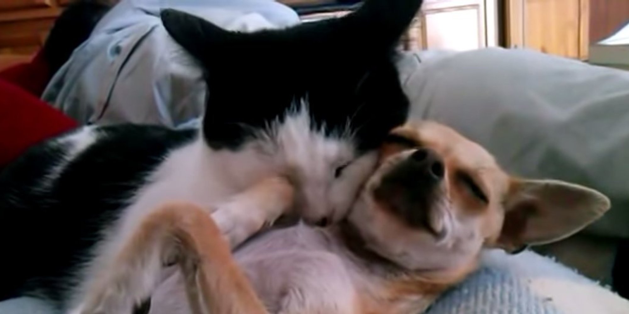 Cat Adopts Chihuahua, Shows There's Nothing Wrong With A Little Puppy