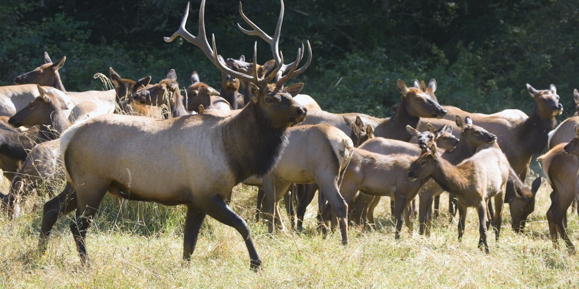 Alberta Will Not Roundup And Slaughter CFB Suffield Elk