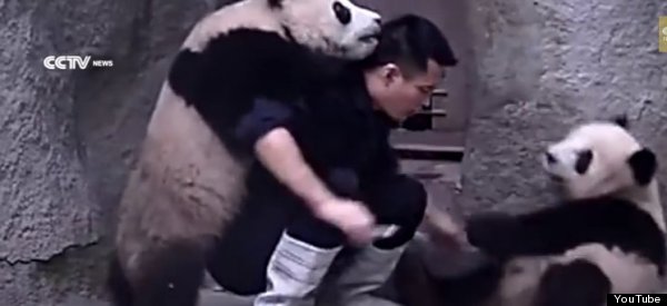 panda medicine