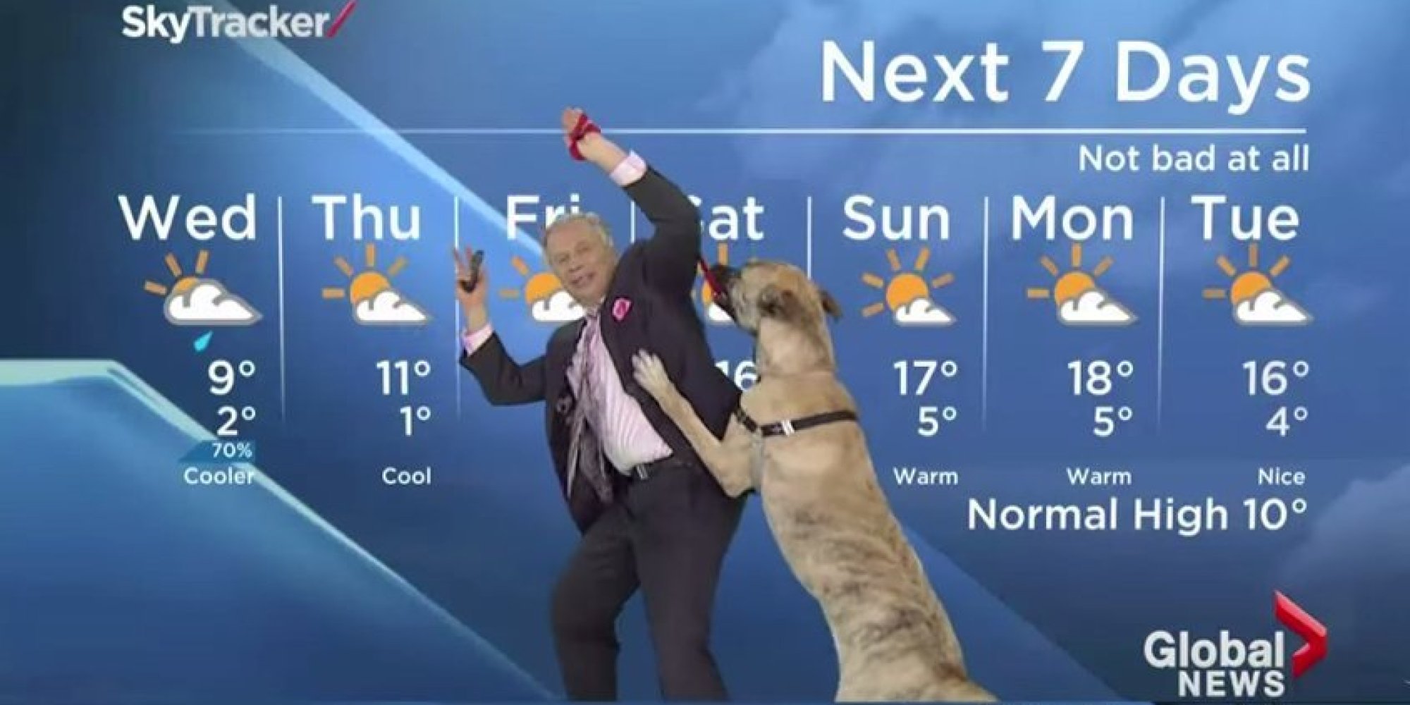 Canadian Weatherman Presents Forecast With A Dog, Dog Completely Takes