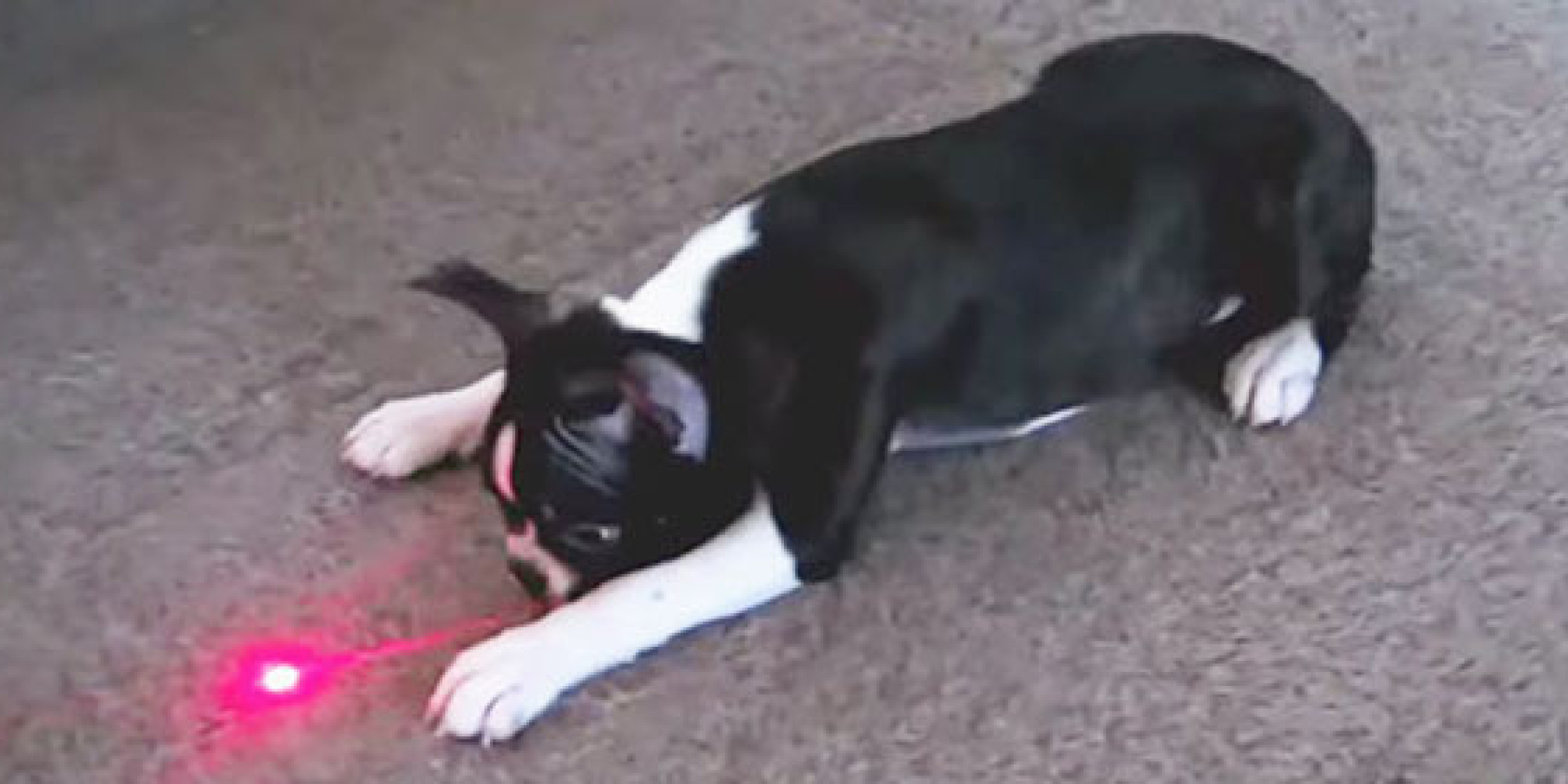 Puppies Chasing Laser Pointers Is An Endless, Fruitless, Adorable Quest