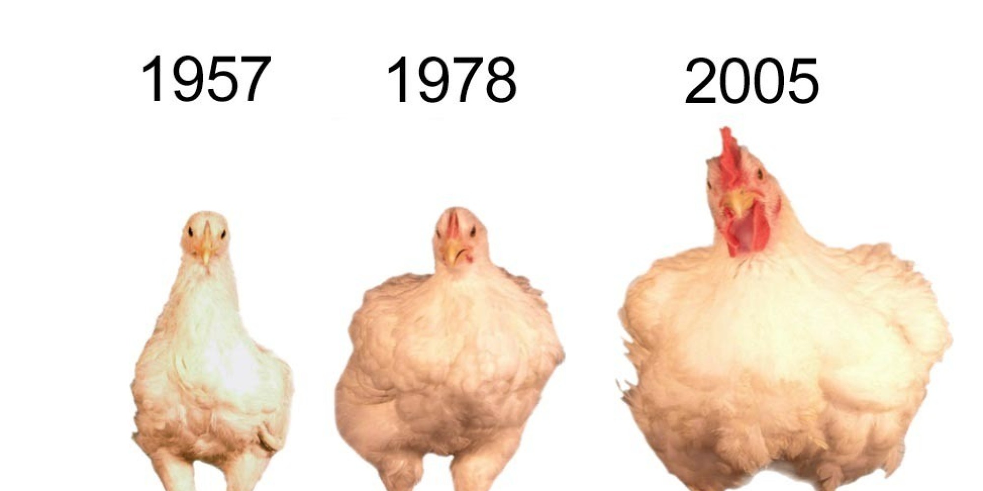 Chickens Look Way Different Today And Heres The Reason Why Huffpost 7622