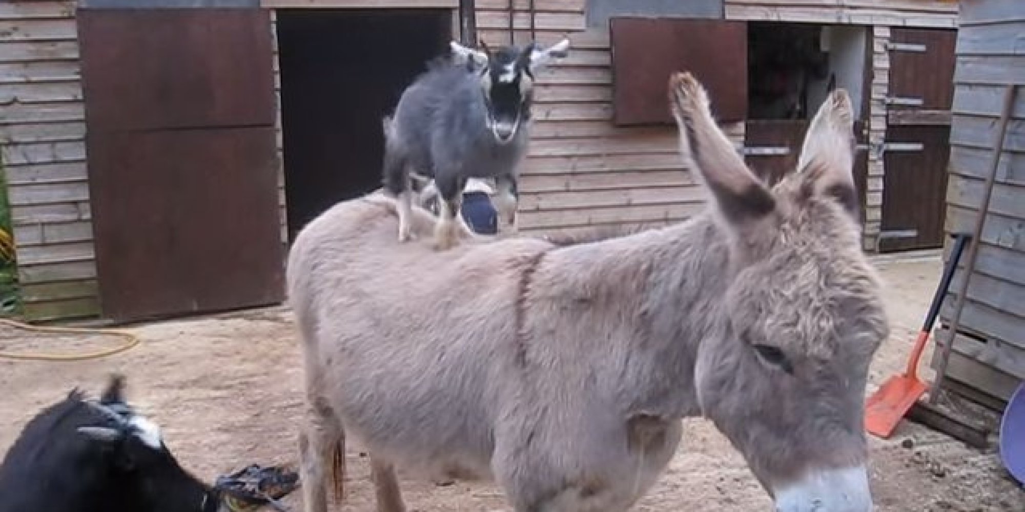 Two Playful Goats Vs Two Patient Donkeys HuffPost UK