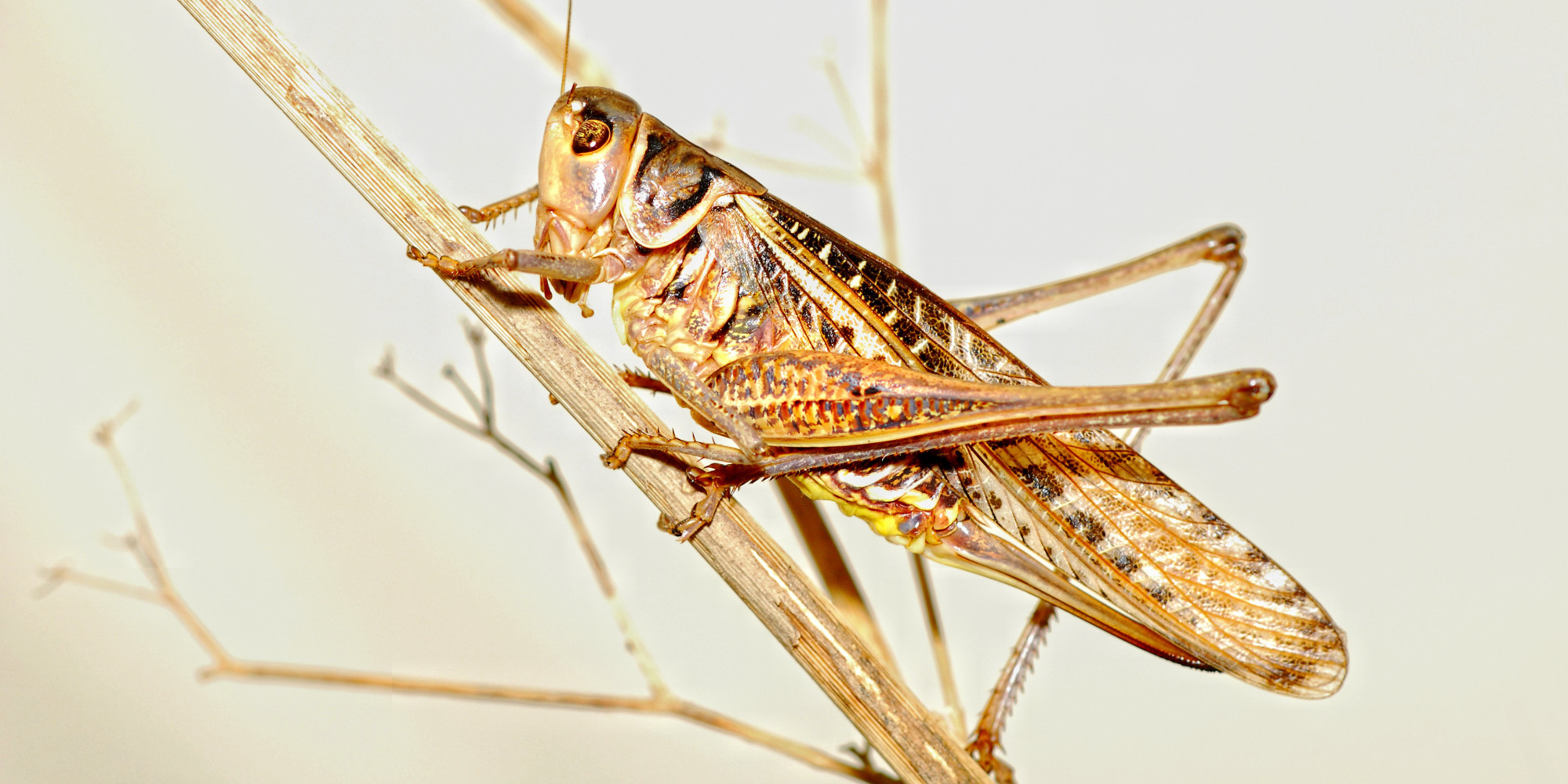 5 Ways To Eat Crickets -- Yes, Crickets!