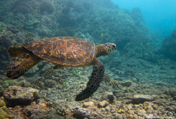 tortuga