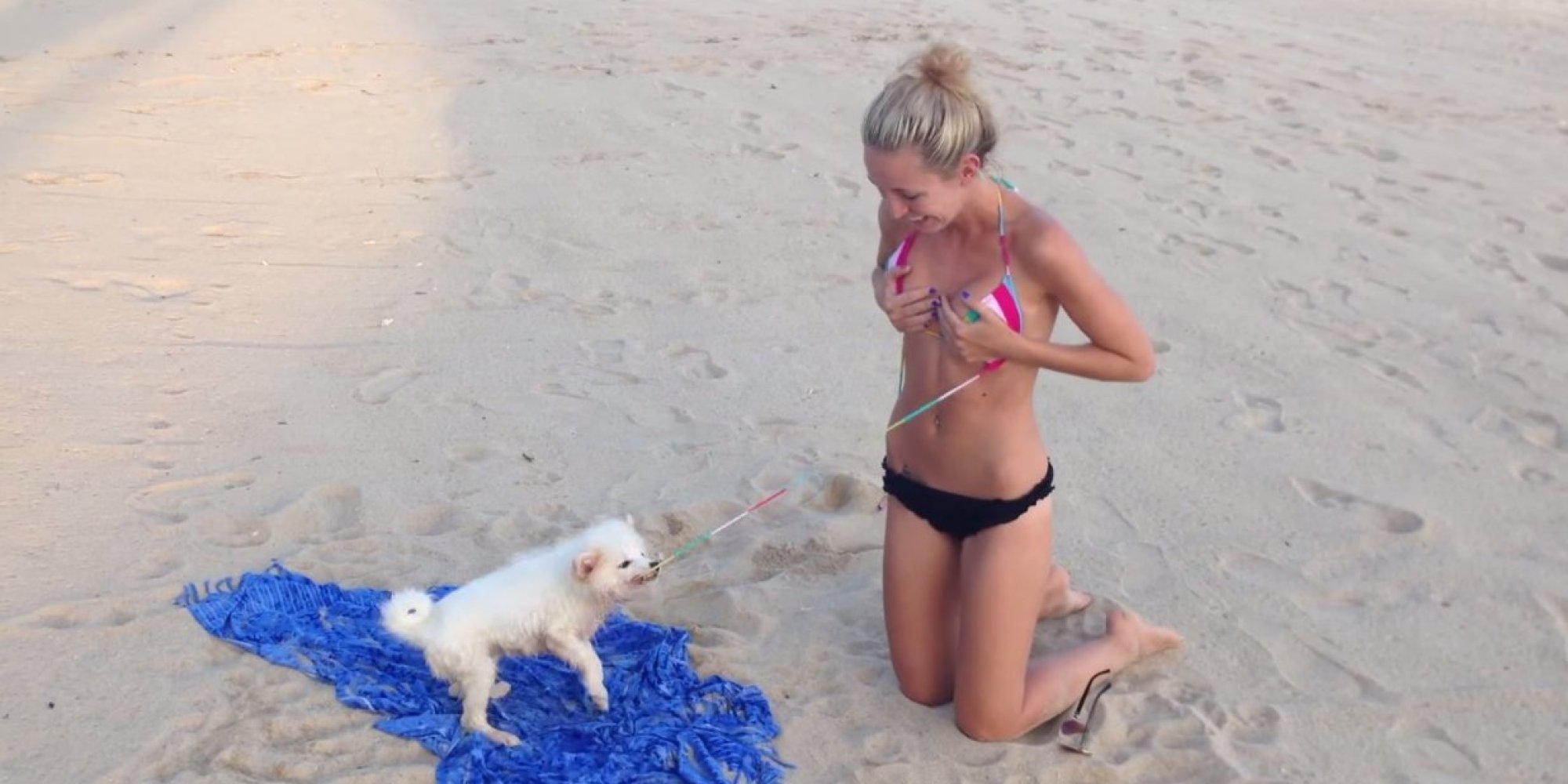 Woman Tries To Relax On The Beach Dog Has Other Plans For Her Bikini