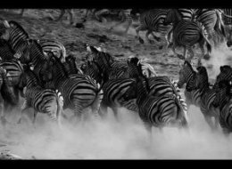 PHOTOS: ANIMALISTIC ART: African Safari Leader Photographs The Wild