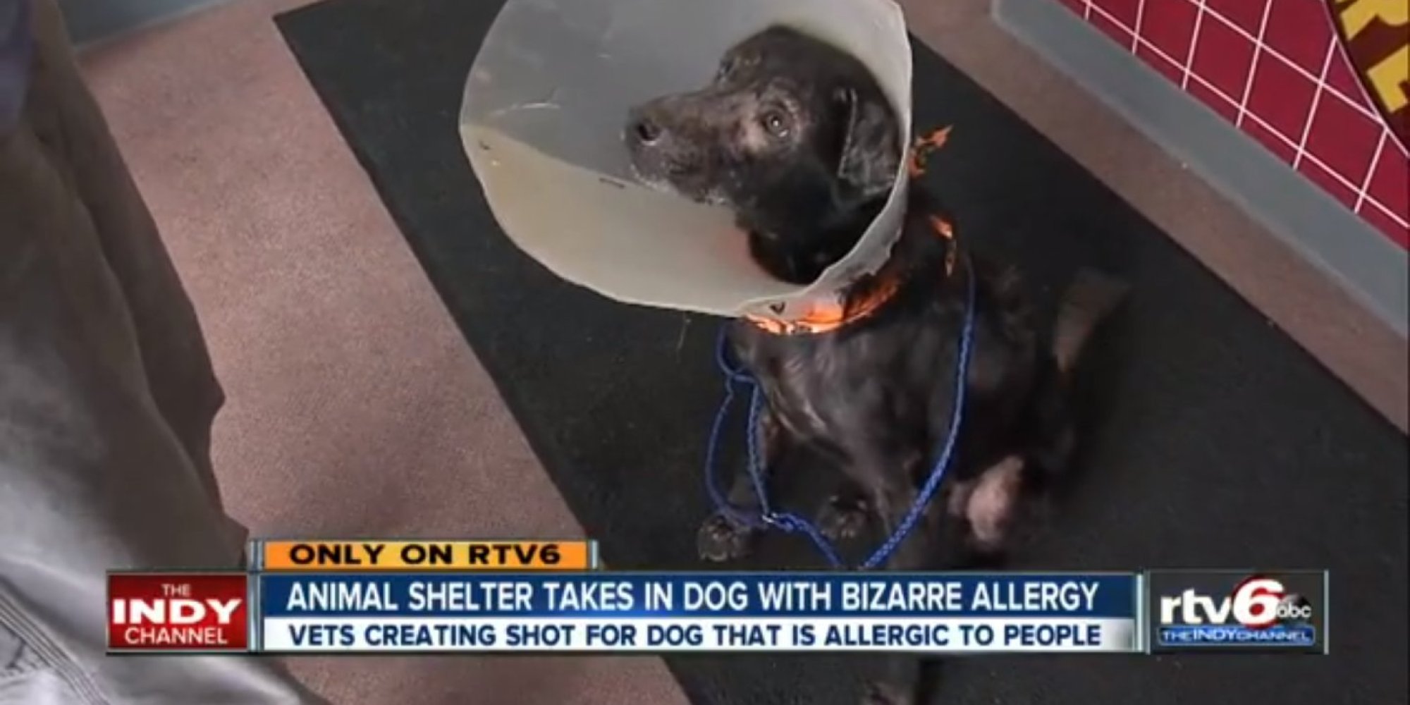 Dog Who's Allergic To Humans Is Finally Having His Day, Thanks To