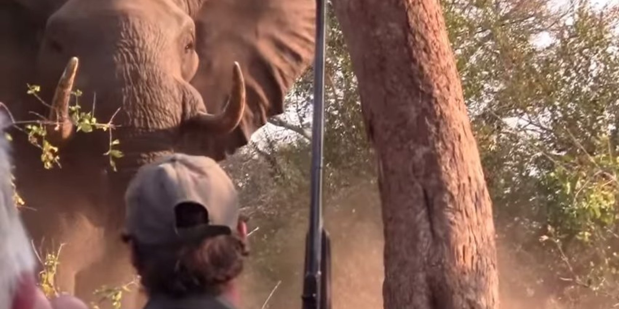 Elephant Charges Hikers At Kruger National Park, They Incredibly Stand 