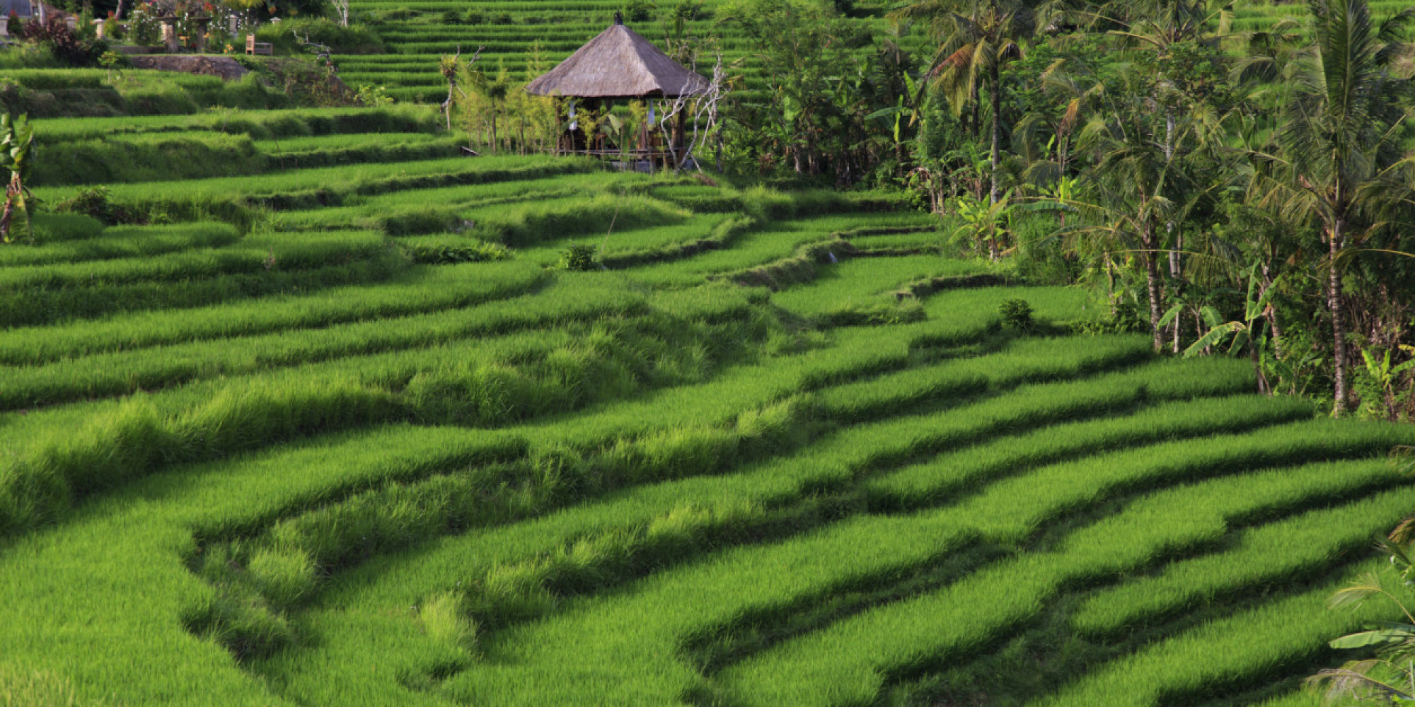 You'll Never Believe The Insane Amount Of Work It Takes To Harvest A Grain Of Rice