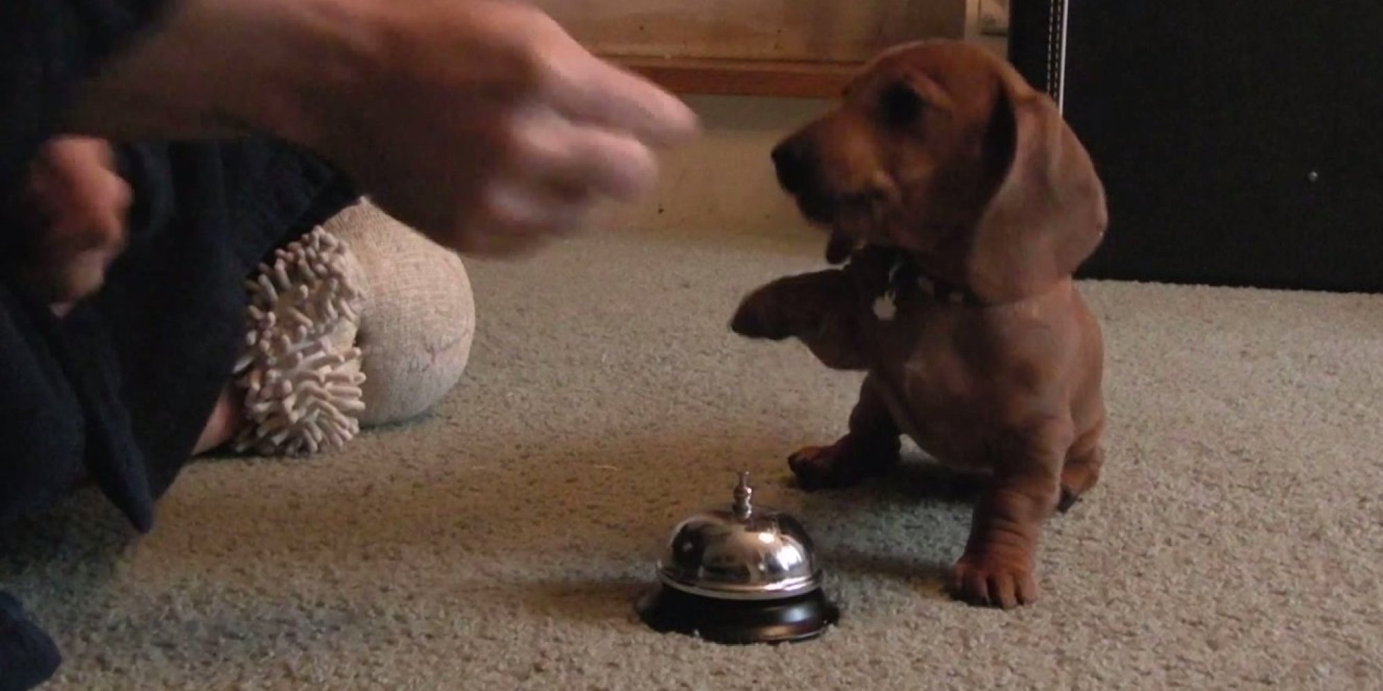 man-teaches-puppy-to-ring-bell-for-a-treat-unwittingly-creates