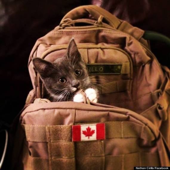 nathan cirillo cat