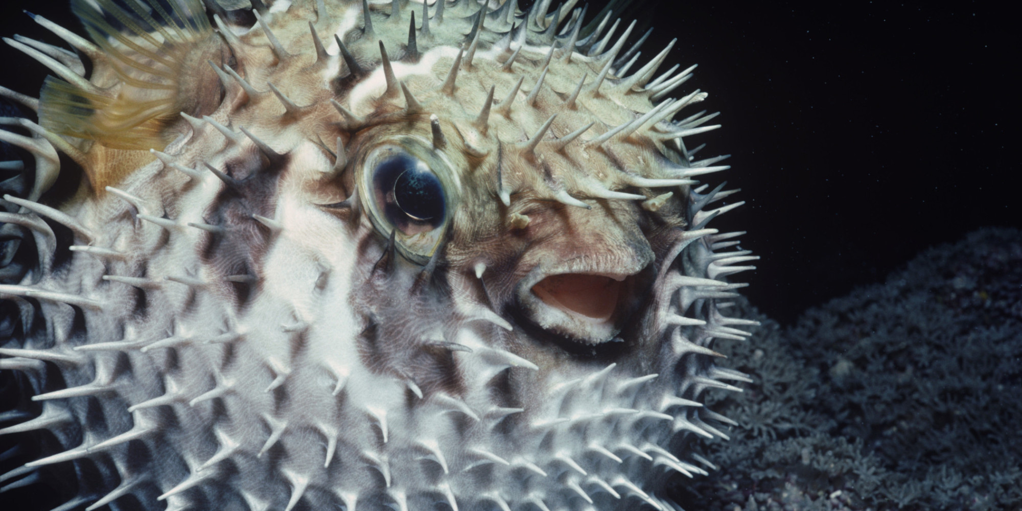 Deadly Pufferfish Poison Hospitalises 11 Members Of Brazilian Family