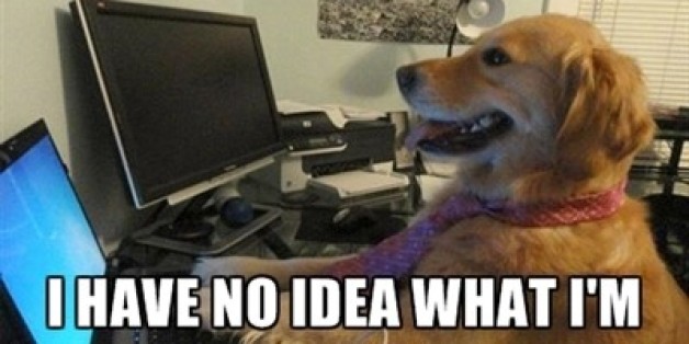 'I Have No Idea What I'm Doing' Meme Dog's Owners Know Exactly What