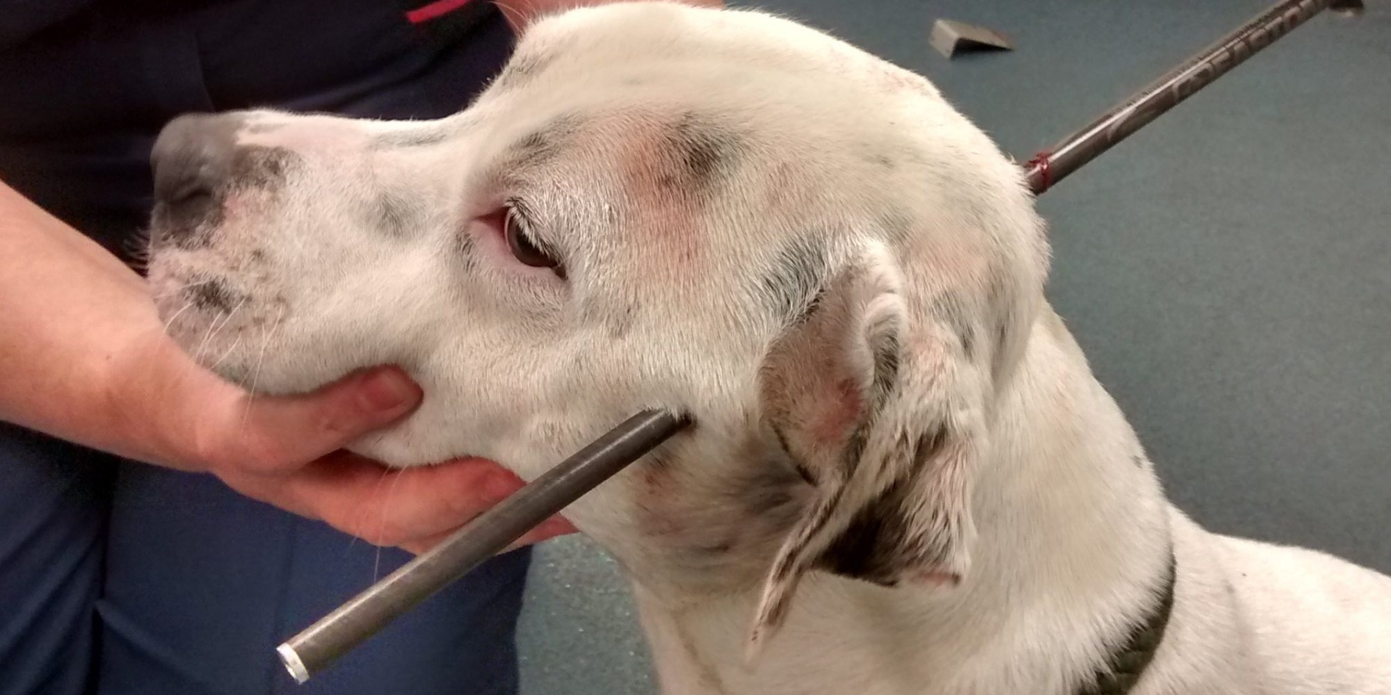 The Power Of The Dog Livre Dog Found Alive With Crossbow Bolt Shot Through His Head (GRAPHIC