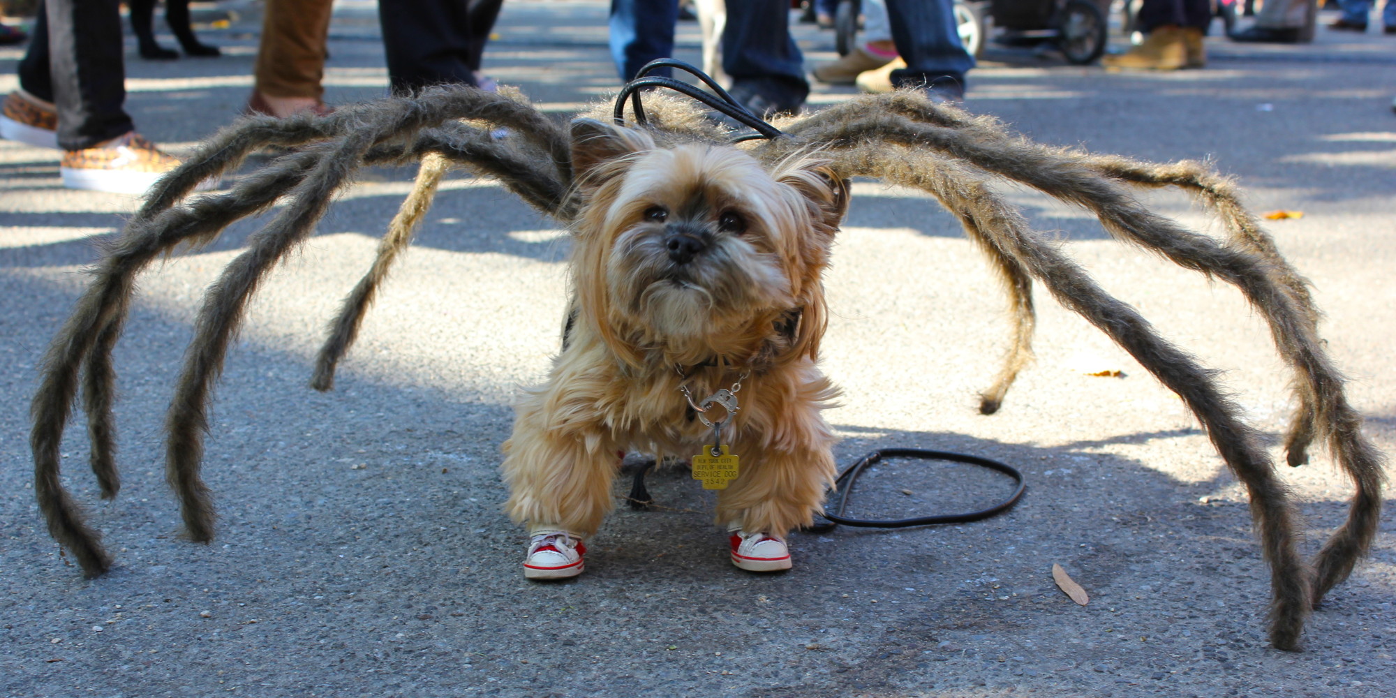 Dogs Win Halloween. Again. HuffPost