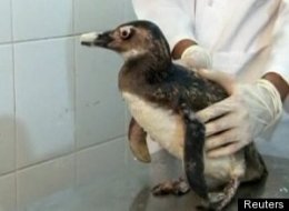 Baby Penguin New Beak