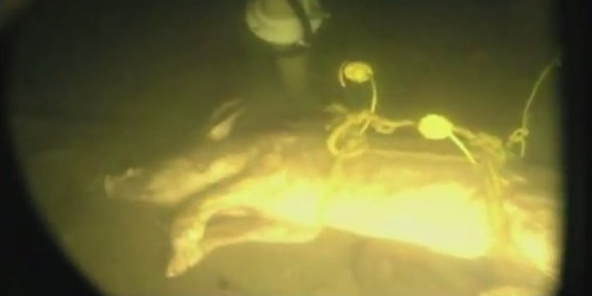 Dead Pigs Dumped Into The Ocean... For Science! HuffPost