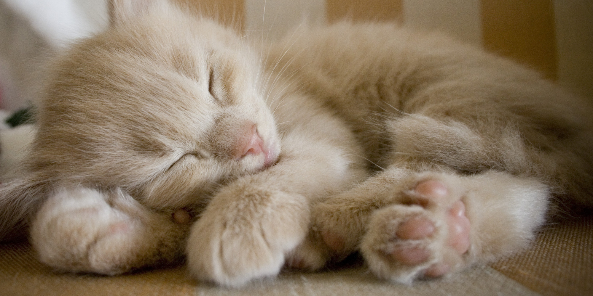 In Honor Of National Cat Day, Uber Is Delivering Kittens In Cities