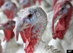 Thanksgiving Turkeys