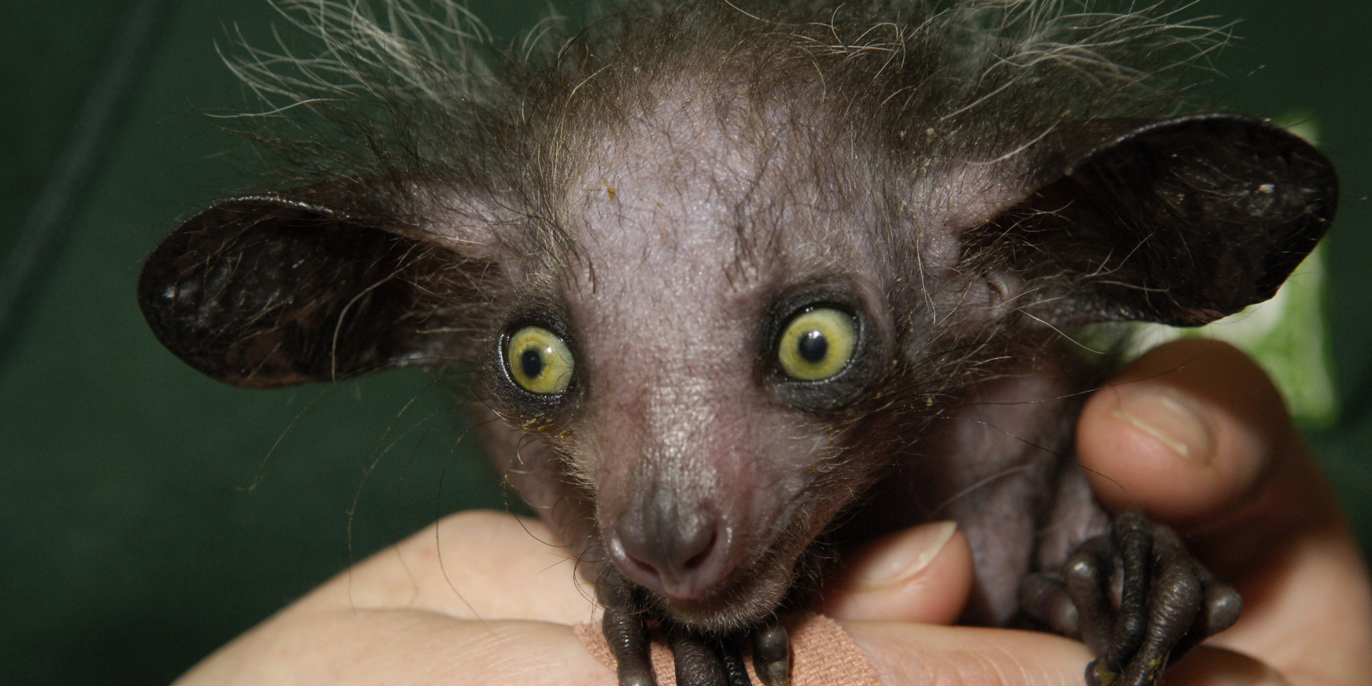 11 Of The Scariest Looking Creatures In The Animal Kingdom | HuffPost