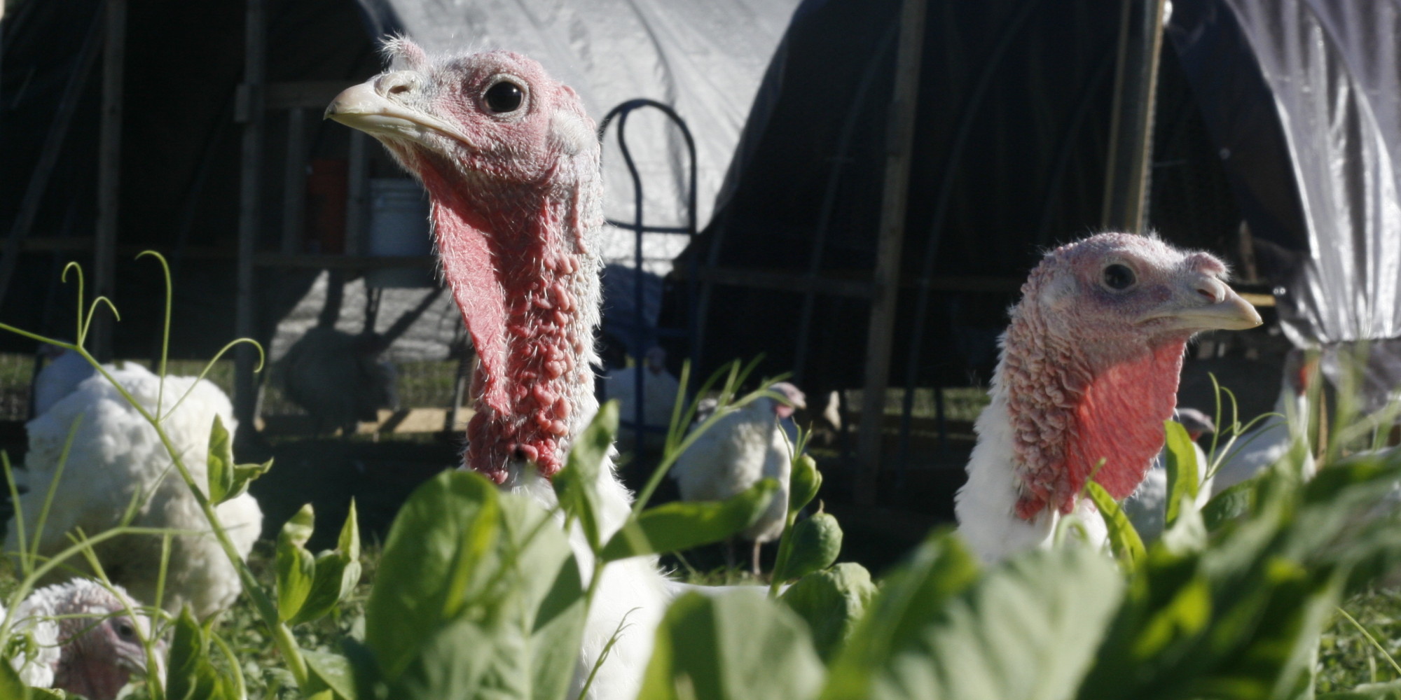 Here's Why PastureRaised Turkeys Are So Expensive. More Importantly