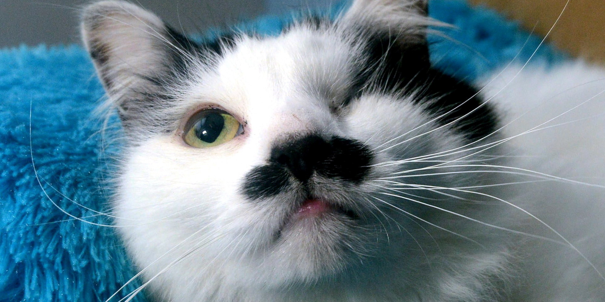 Cat Who Looks Like Hitler Survives Brutal Beating