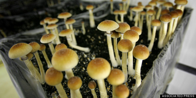 What We Know Now About Psychedelic Mushrooms