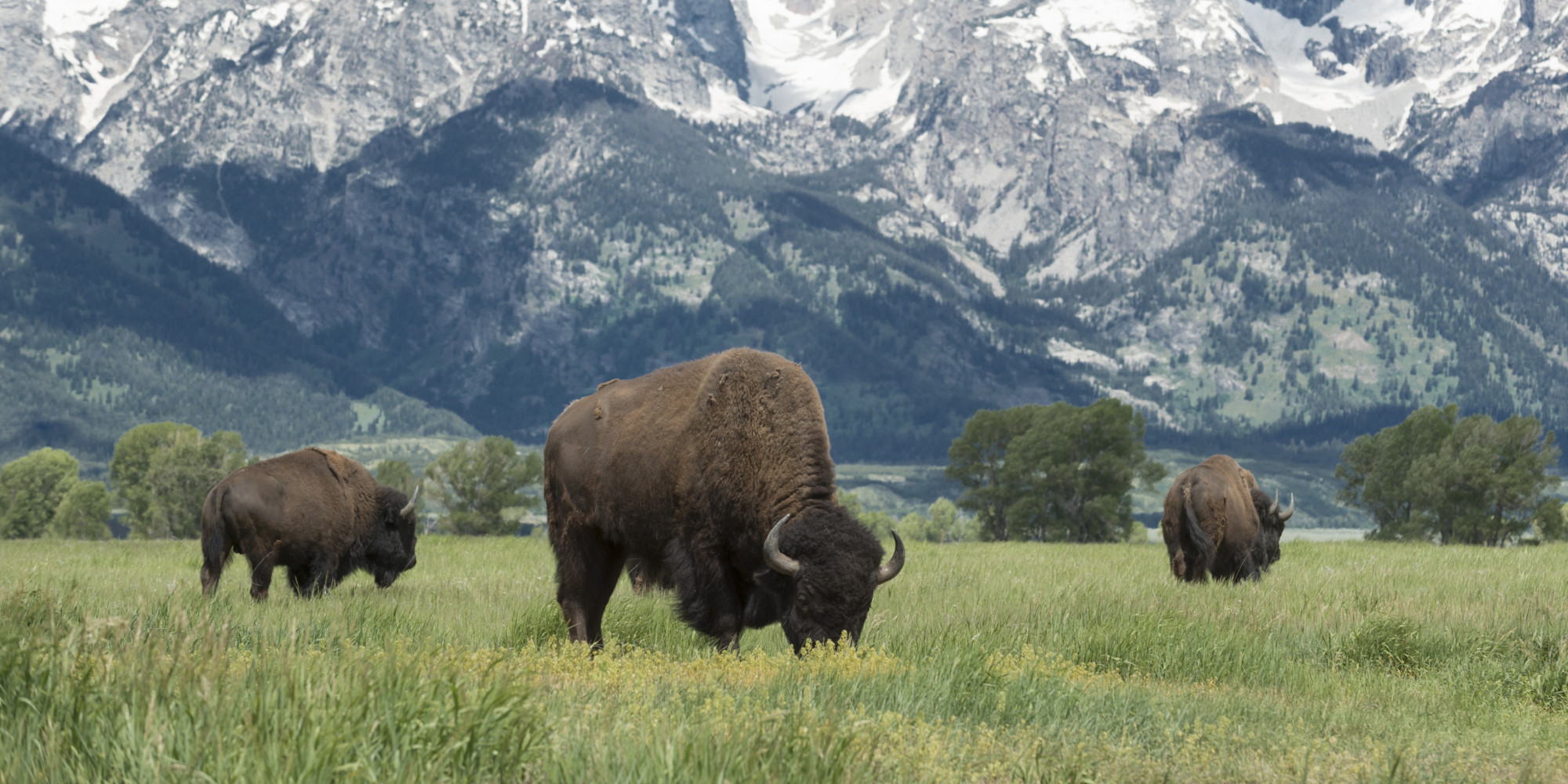 National Bison Day Provides a Chance to Connect with an ...