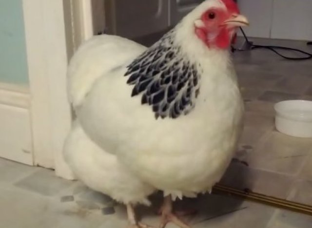 Avez Vous Deja Vu Une Poule De Course VIDÉO. Avez-vous déjà vu une poule qui éternue?