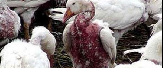 moncler a report moncler a report