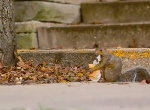 Beloit Squirrels