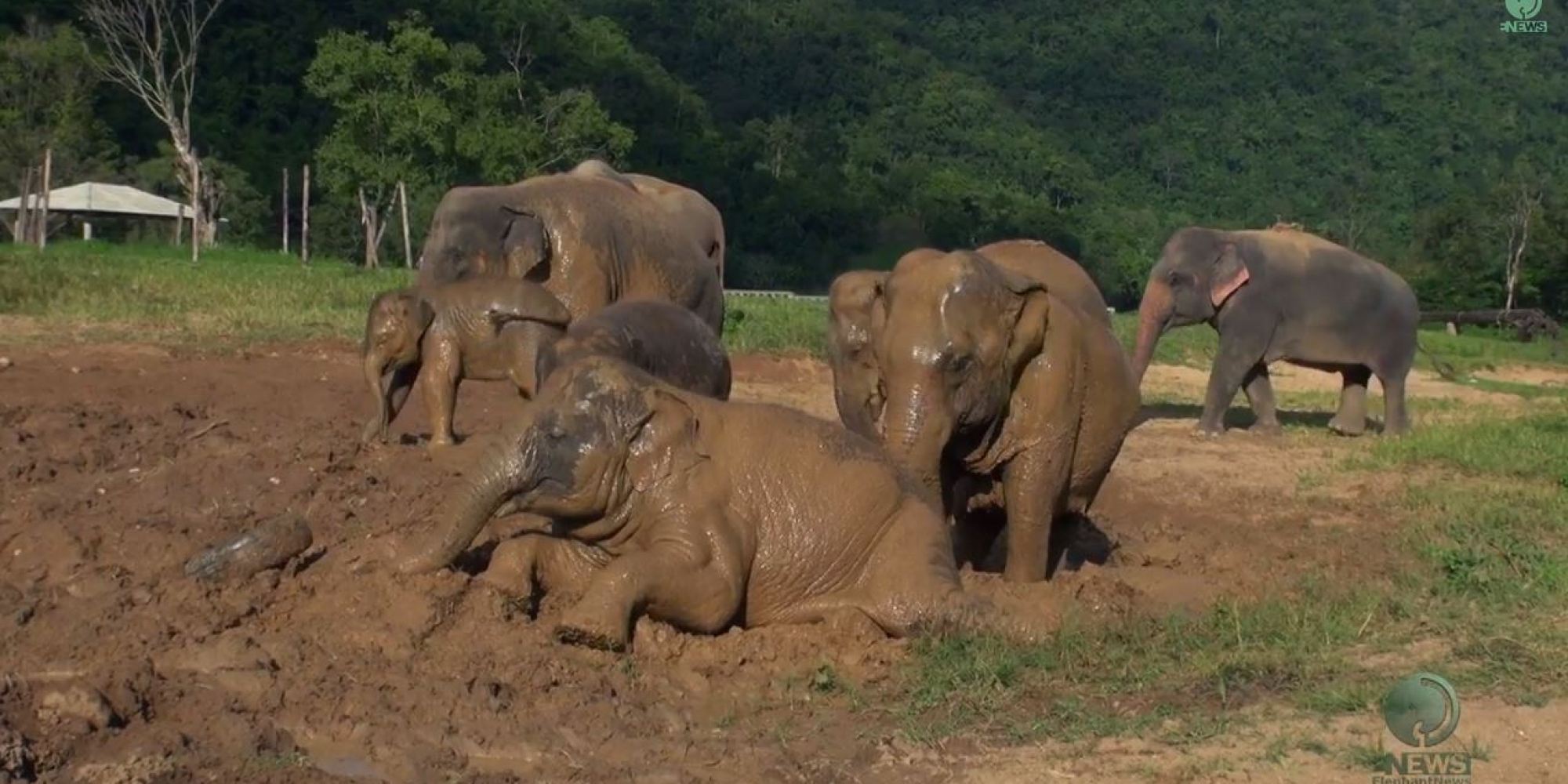 Watch These Adorable Elephants Have A Mud Party