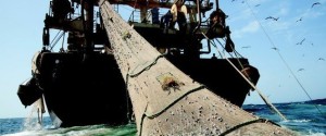 barcos