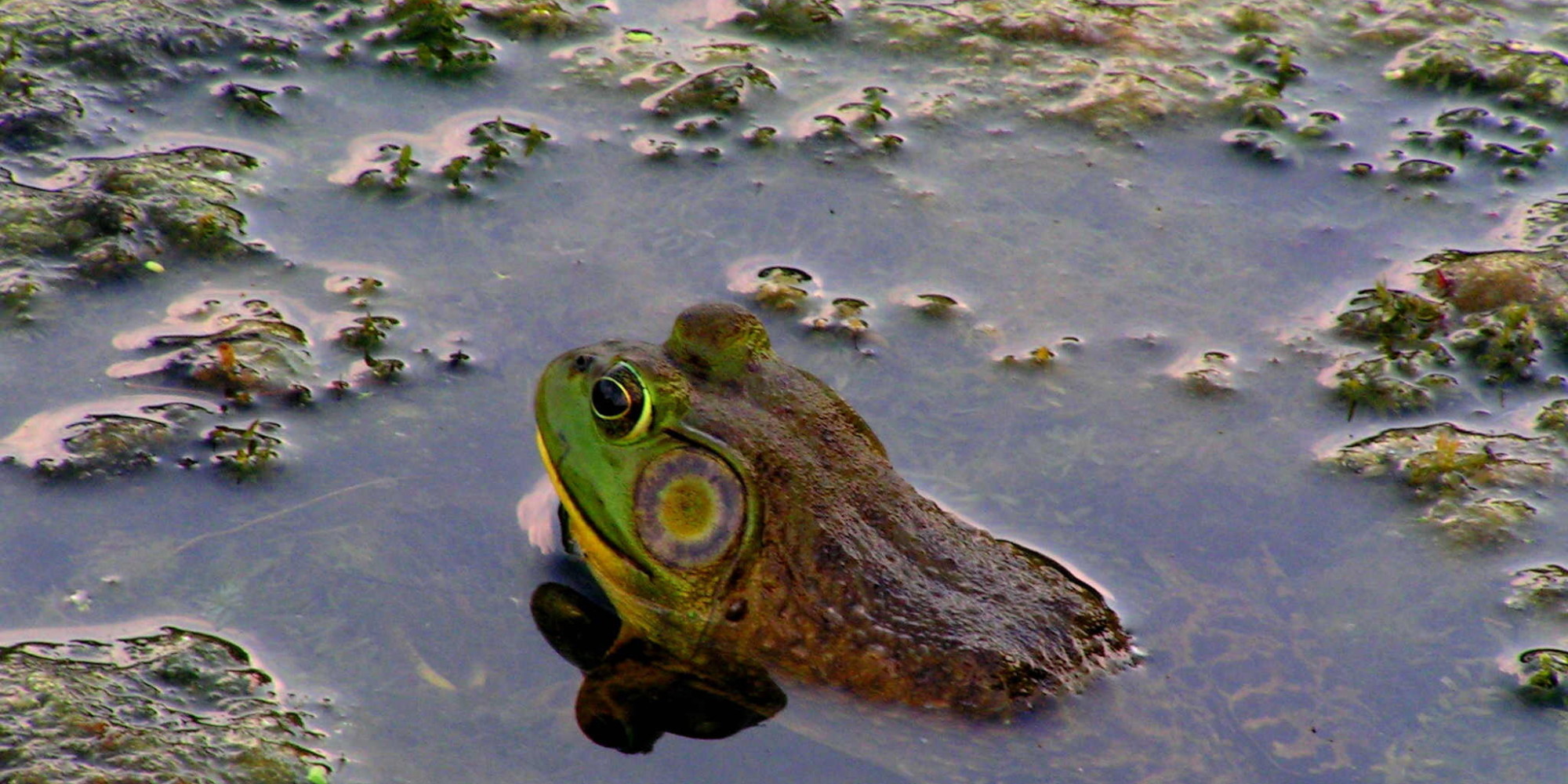 New Frog Species Discovered In Middle Of New York City