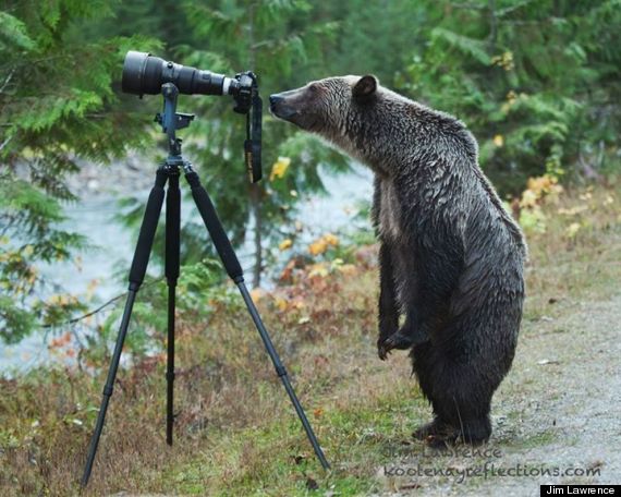 grizzly bear photographer
