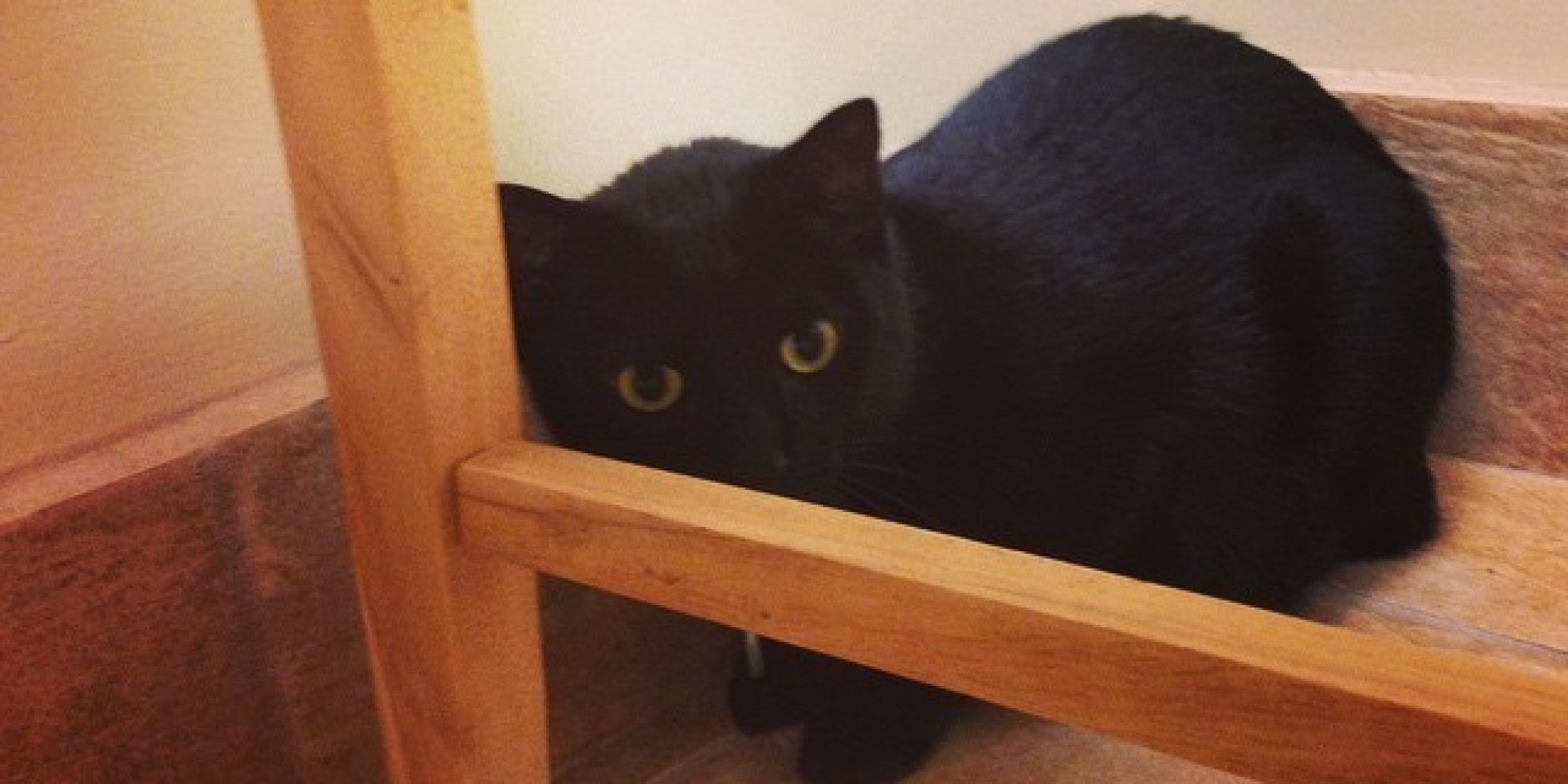 These Pets Hate Going To The Vet HuffPost