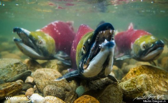 sockeye salmon bc