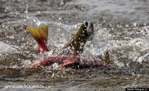 sockeye salmon bc