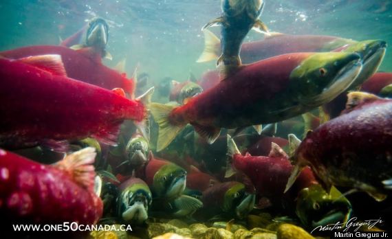 sockeye salmon