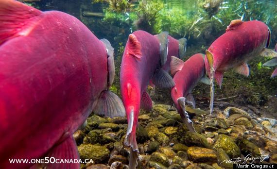 sockeye salmon bc