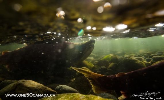sockeye salmon bc