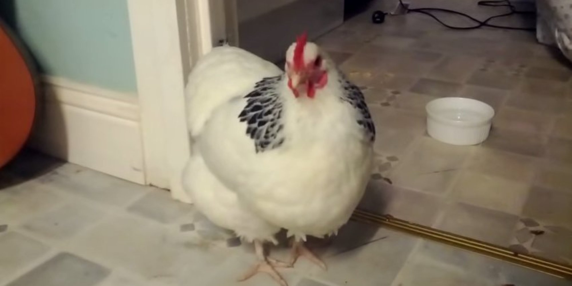 So This Is What A Sneezing Chicken Sounds Like HuffPost UK