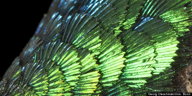 Mystery Of Dinosaur Feathers Solved