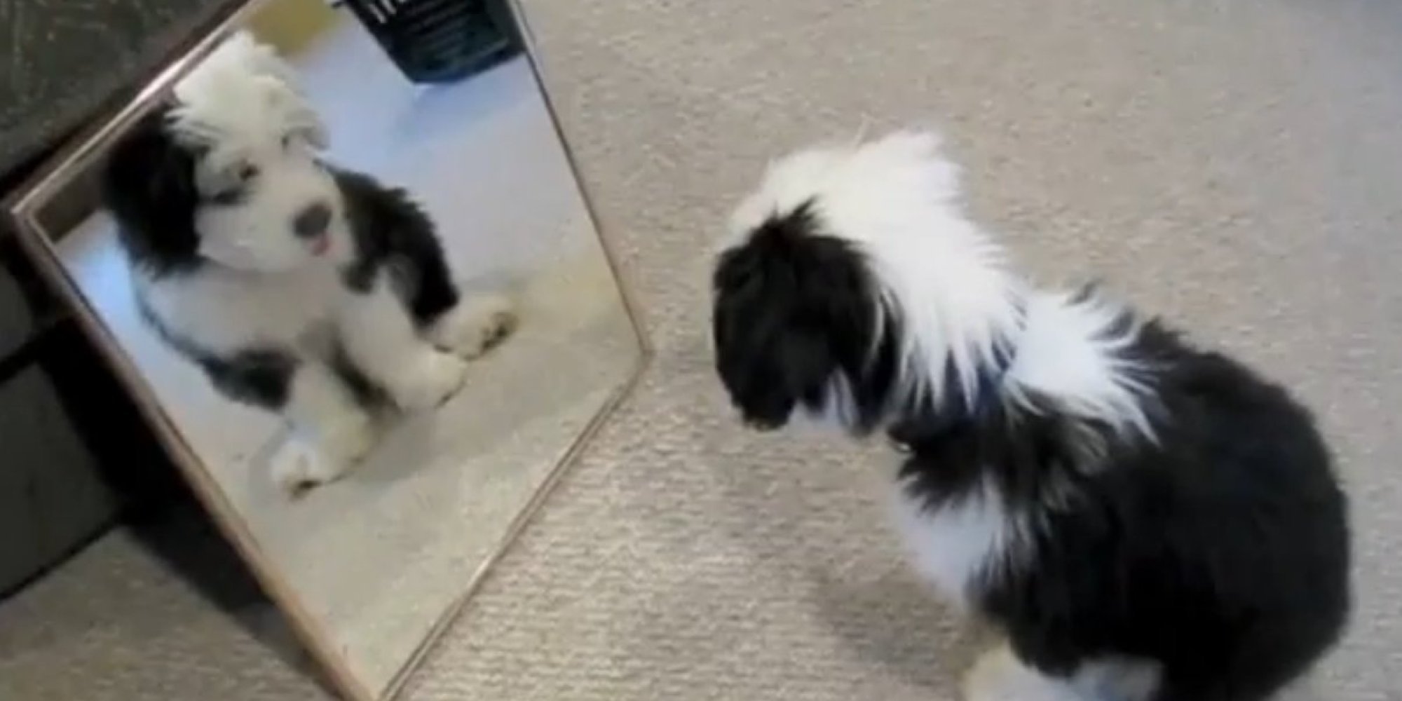 Puppy Looks Into Mirror, Is So Mesmerized By His Reflection He Tries To