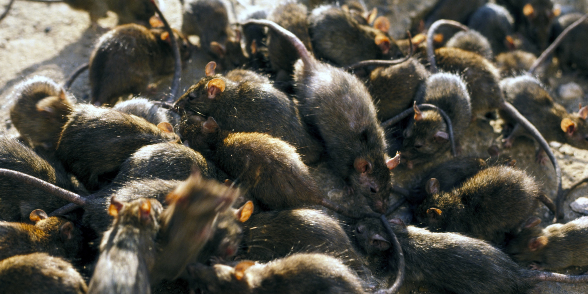 How Many Rats Does New York City Really Have? New Study May Come As A