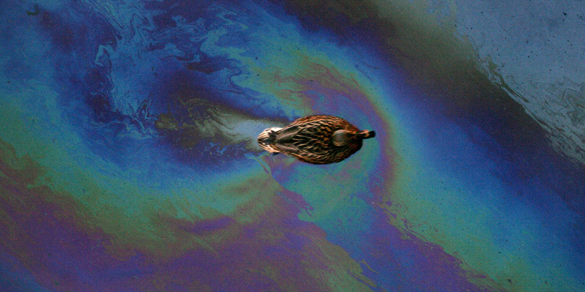 Alberta Regulator Checks Reports Of Ducks On Tailings Ponds