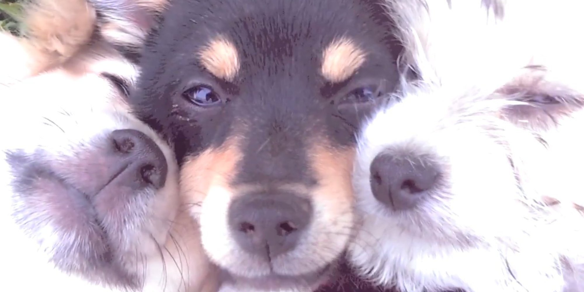 Puppy Love Never Looked So Inviting As It Does In This Cuddling Mess Of