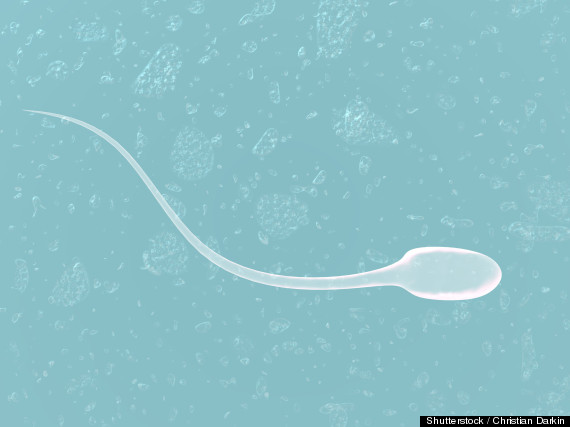 sperm