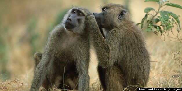 The 'Human' Quality We Share With Baboons
